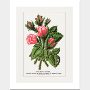 Pink roses, Crested Moss Lithograph (1900) Posters and Art